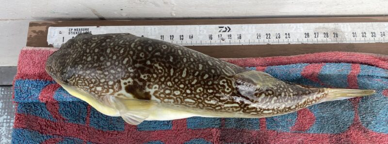 12月29日。カットウフグ便🐡🤗🐡