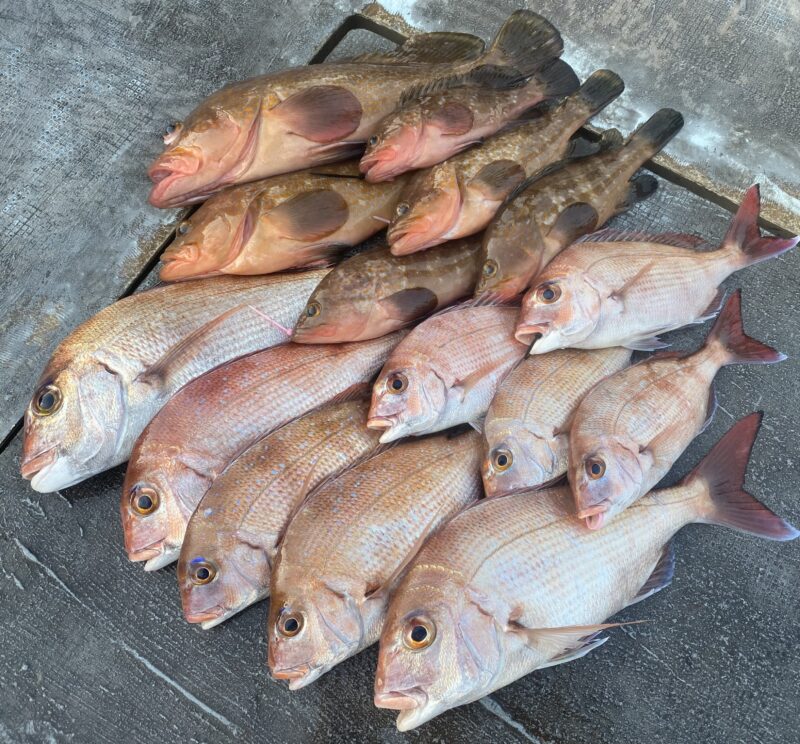 12月30日。鯛ラバ便🤗