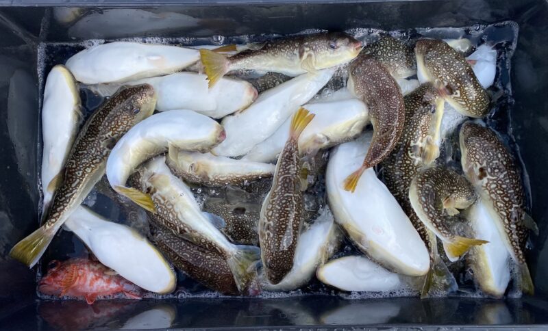 12月31日。カットウフグ便🐡🤗🐡釣り納め😊