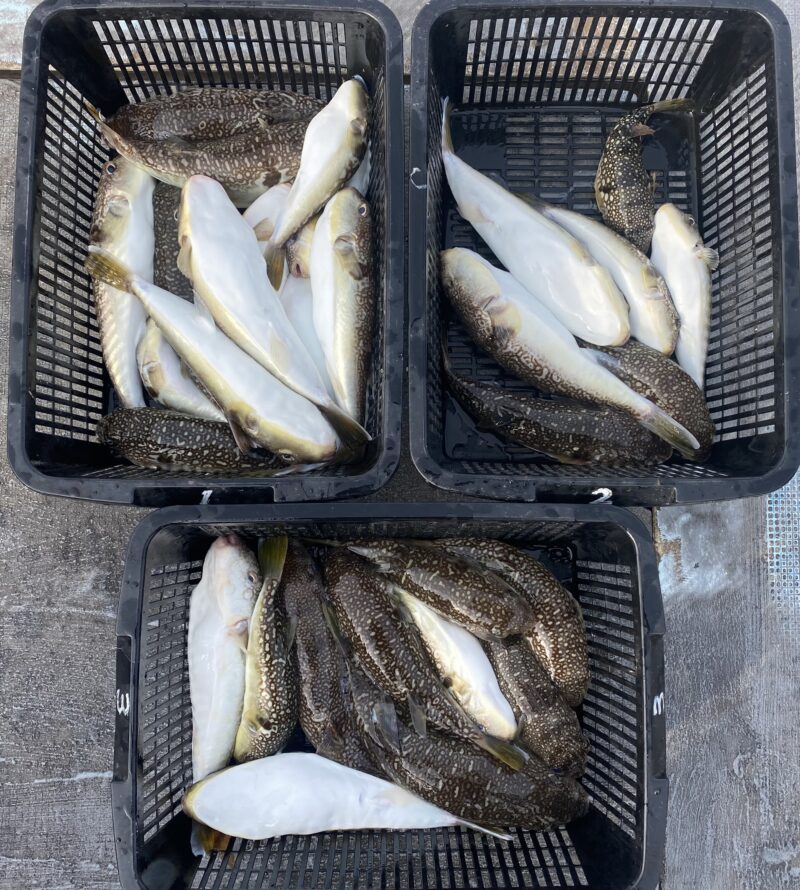 1月1日。カットウフグ便🐡🤗🐡釣初め😊