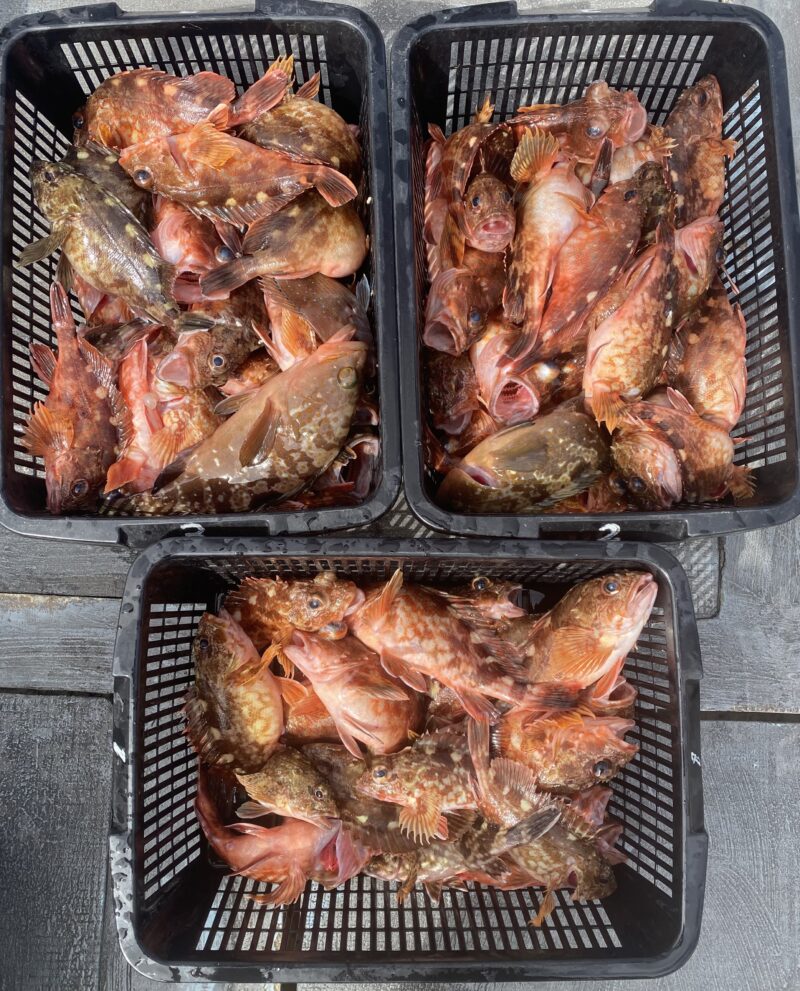 ２月２６日。カサゴ便🤗