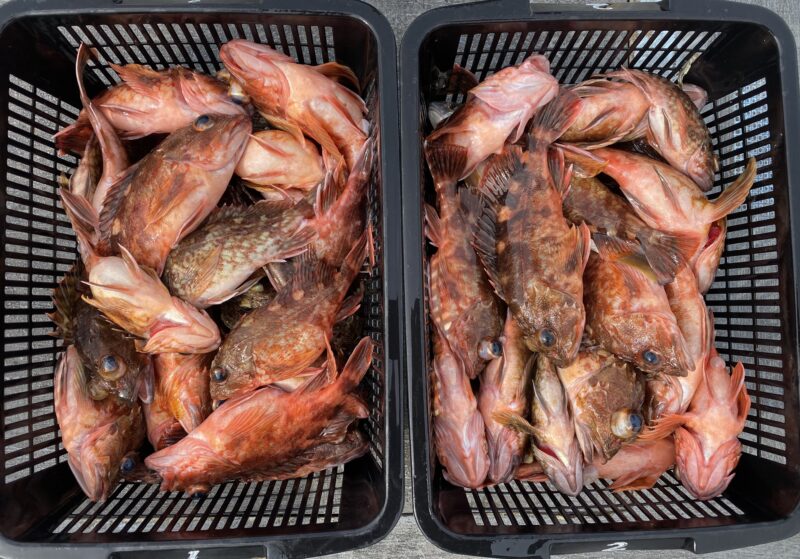 ３月９日。カサゴ便🤗