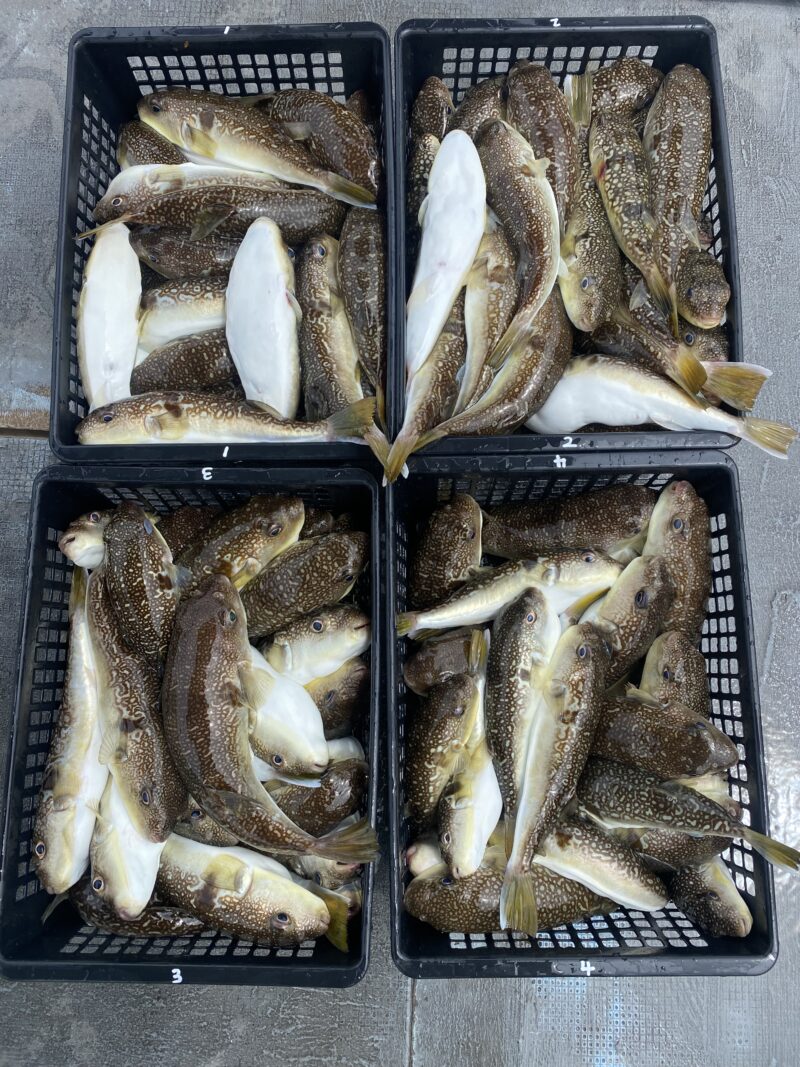 ６月８日。カットウフグ便🐡🤗🐡