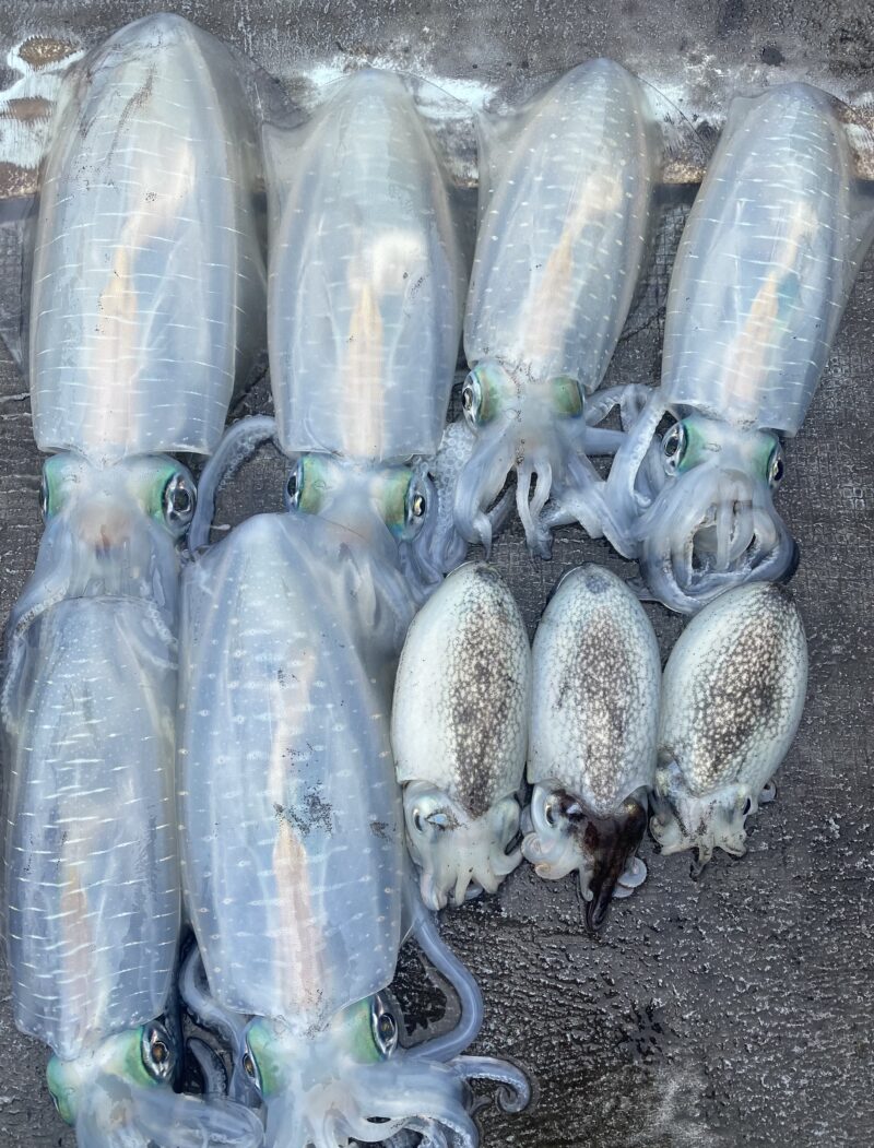 １０月２５日。ティップランプライベート釣行🦑🤗🦑